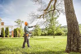 Why Choose Our Tree Removal Services in Sweet Home, OR?