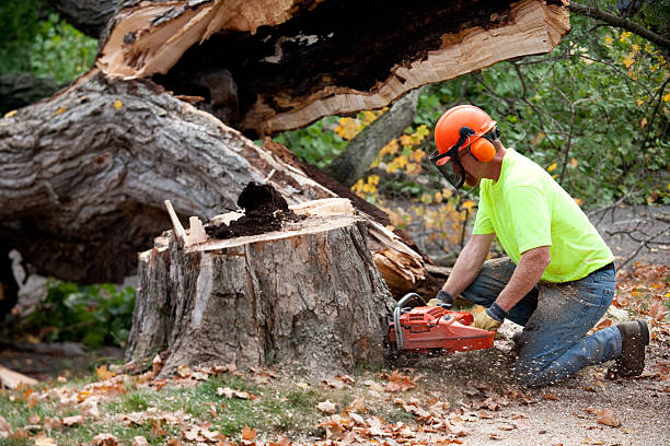 Sweet Home, OR  Tree Services Company