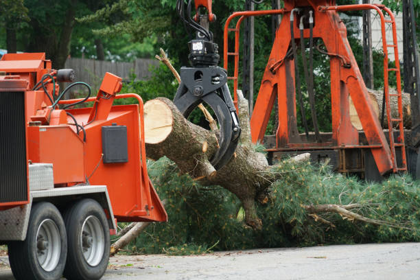 Best Tree and Shrub Care  in Sweet Home, OR