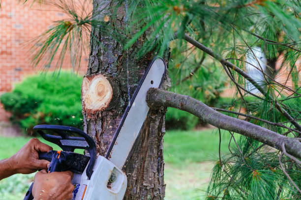 Best Emergency Tree Removal  in Sweet Home, OR